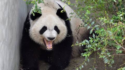 Giant panda Mei Lun yawns at Chengdu Research Base of Giant Panda Breeding