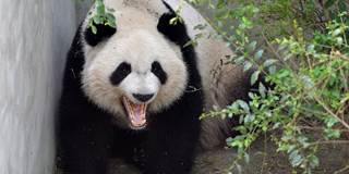 Giant panda Mei Lun yawns at Chengdu Research Base of Giant Panda Breeding