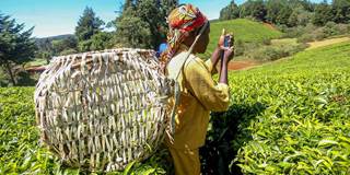 ghosh7_Billy MutaiSOPA ImagesLightRocket via Getty Images_woman farmer