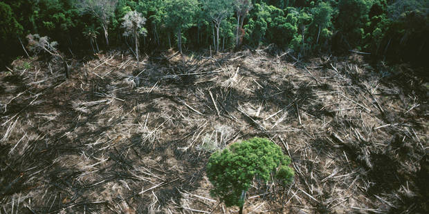 alexis1_COLLART HervéSygma via Getty Images_deforestation