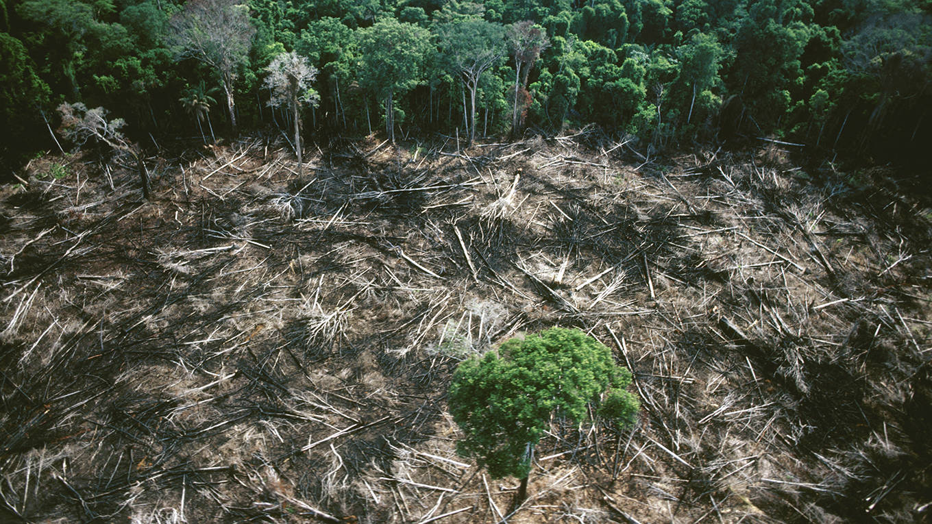 alexis1_COLLART HervéSygma via Getty Images_deforestation