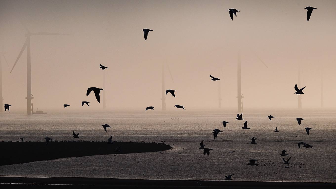 sinn86_IanForsythGettyImages_seabirdsmistwindturbines