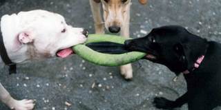 Dogs tug of war frisbee