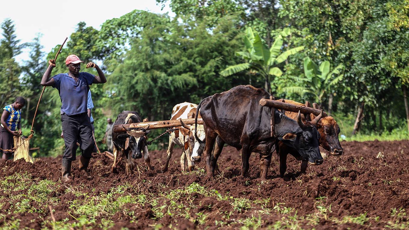 magassy1_Billy MutaiSOPA ImagesLightRocket via Getty Images_africa farmer