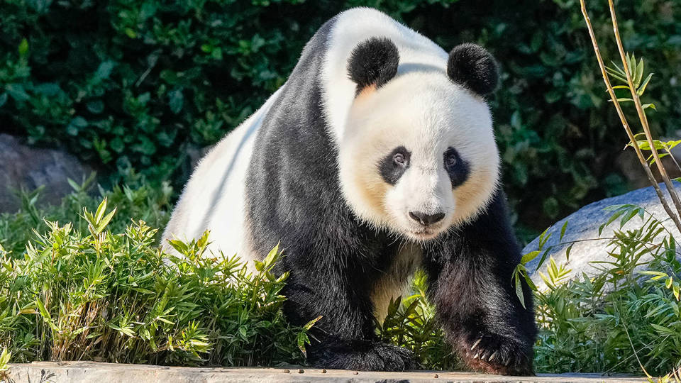 China’s Panda Diplomacy Is Losing Its Charm
