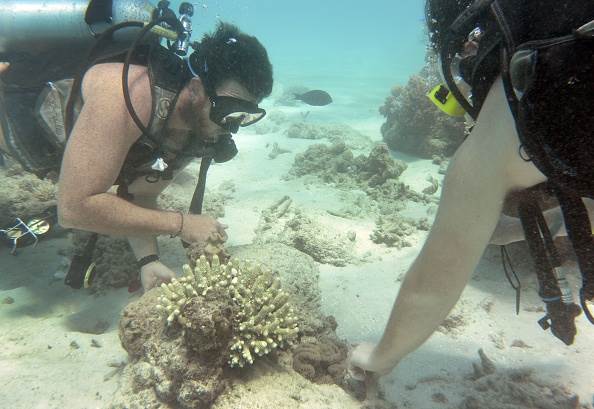 mwagner1_William West_Getty Images_reef
