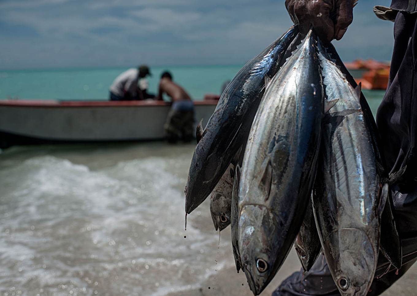 tuna fish