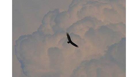 Vulture storm clouds