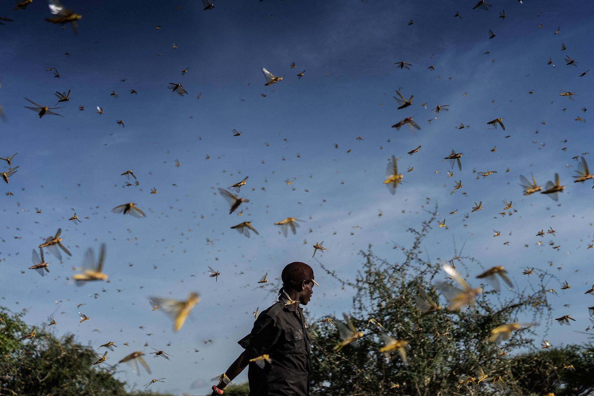 YA2013_Fredrik LernerydGetty Images_locusts_web