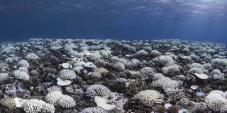 deutz1en_ Alexis RosenfeldGetty Images_coral reef bleaching
