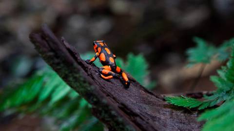santos10_ Ronald PatrickGetty Images_biodiversity colombia
