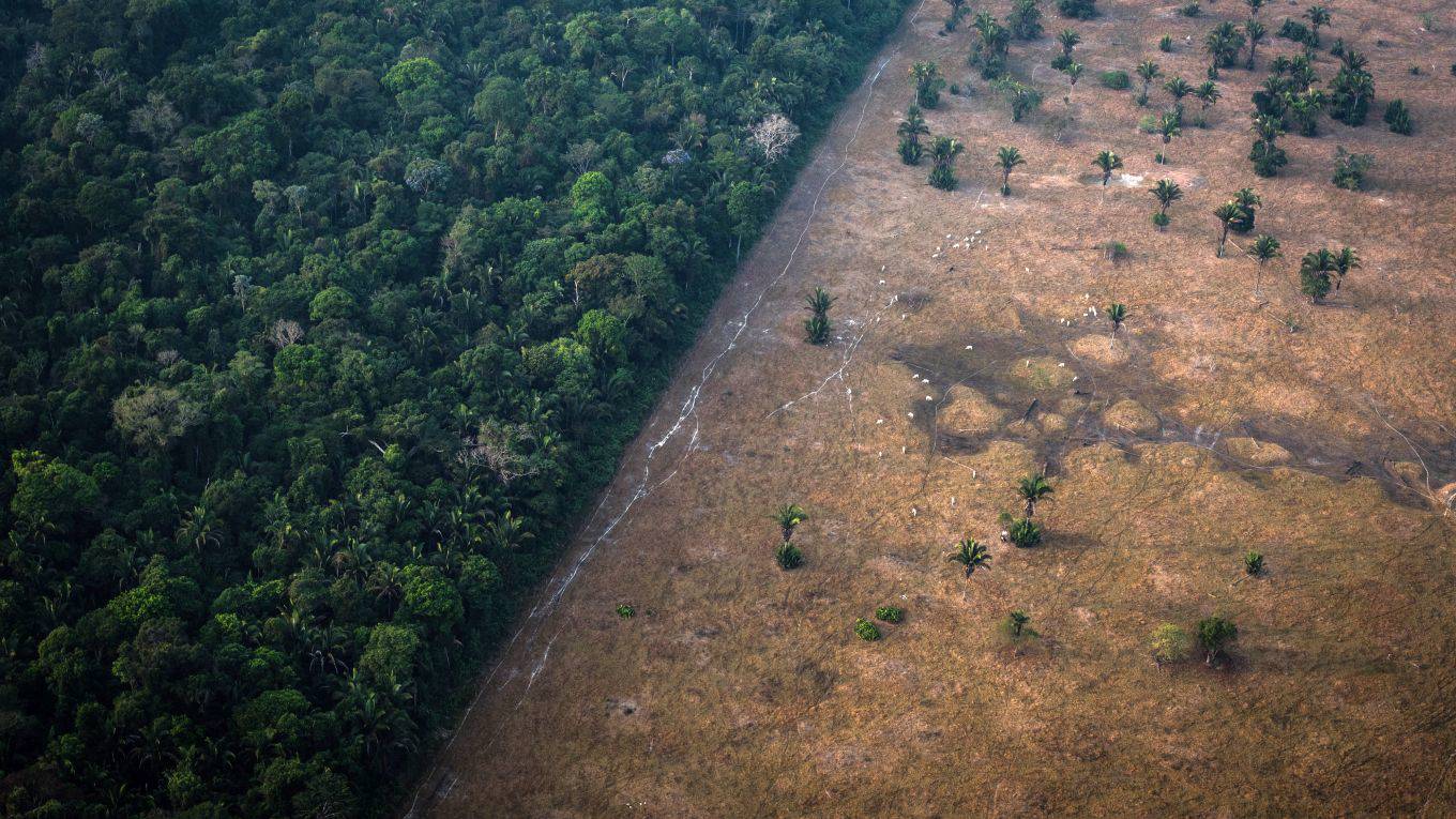lkrueger1_Leonardo CarratoBloomberg_deforestation