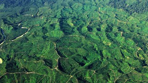 Indonesia Rainforest