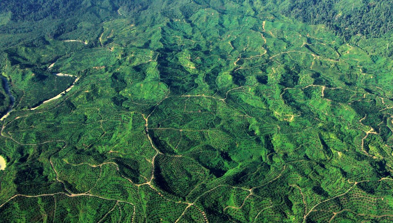 Indonesia Rainforest