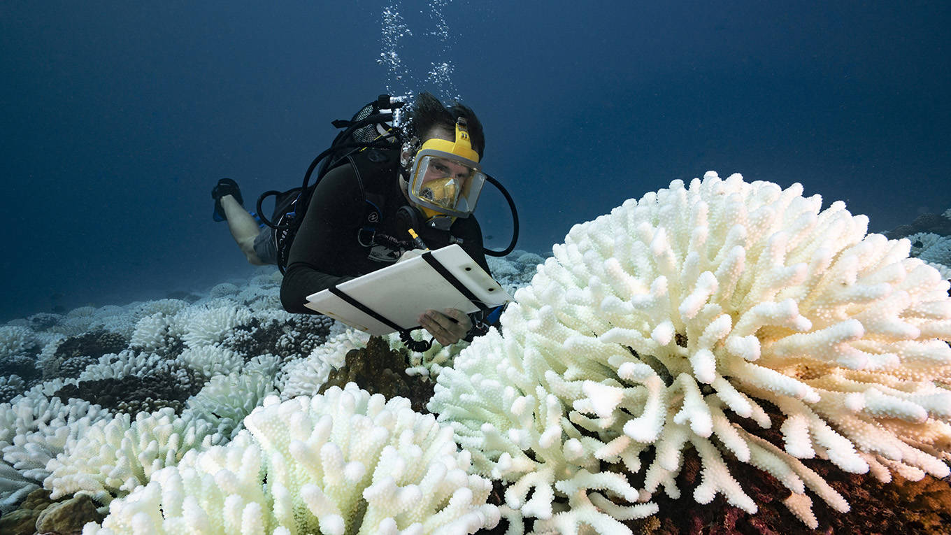 burke1_Alexis RosenfeldGetty Images_dead coral