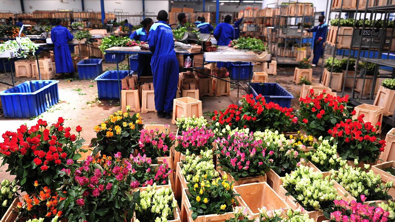 Workers at the Maridaidi Farm in Naivasha