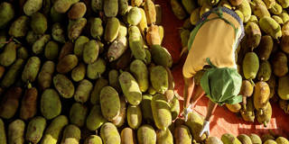 lamy10_Badru KatumbaGettyImages_jackfruit_farmer