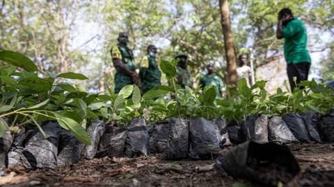 adjei1_ NIPAH DENNISAFP via Getty Images_ghana forest preservation