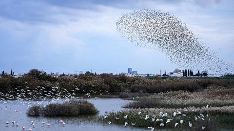 ahassan1_Etienne TorbeyGettyImages_cyprus_starling_murmuration