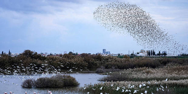 ahassan1_Etienne TorbeyGettyImages_cyprus_starling_murmuration