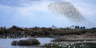 ahassan1_Etienne TorbeyGettyImages_cyprus_starling_murmuration