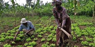African farmers