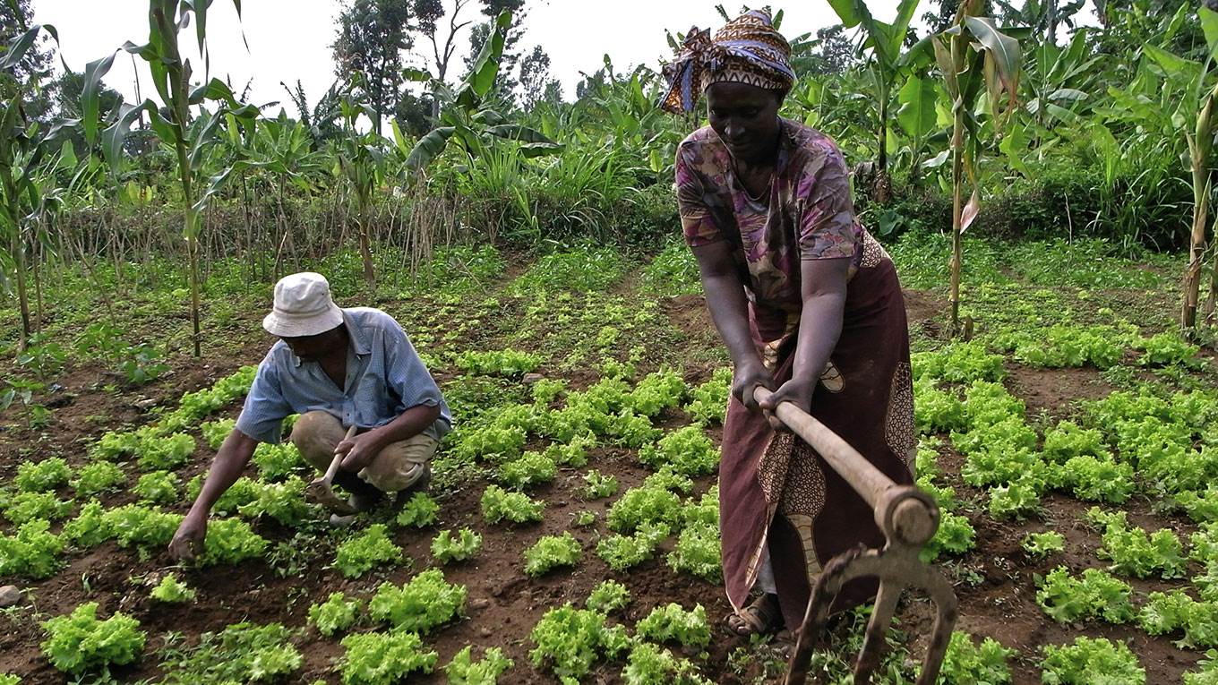 African farmers