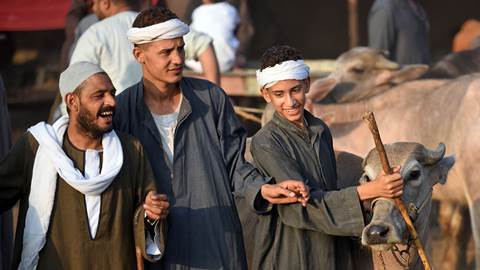 Egyptian cattle traders