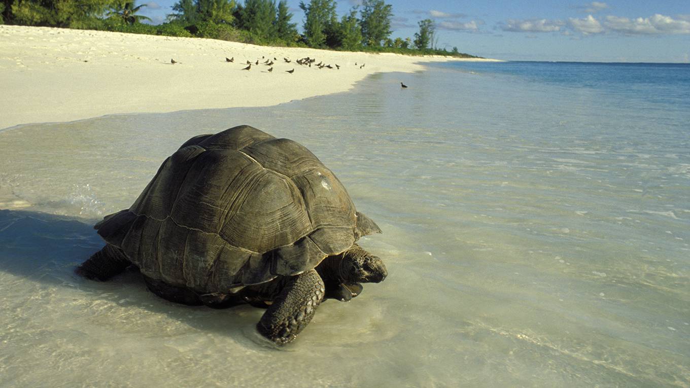 sala2_Wolfgang KaehlerLightRocket via Getty Images_seychellestortoiseturtlebeachisland