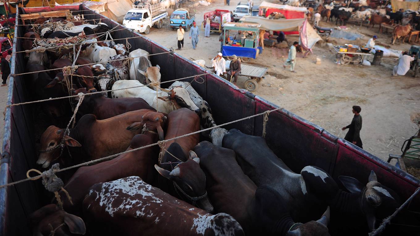 zaman8_ASIF HASSANAFP via Getty Images_pakistancattlefarming