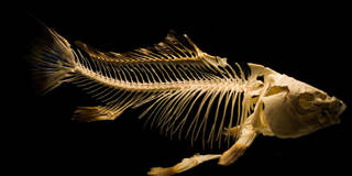 Fish skeleton.