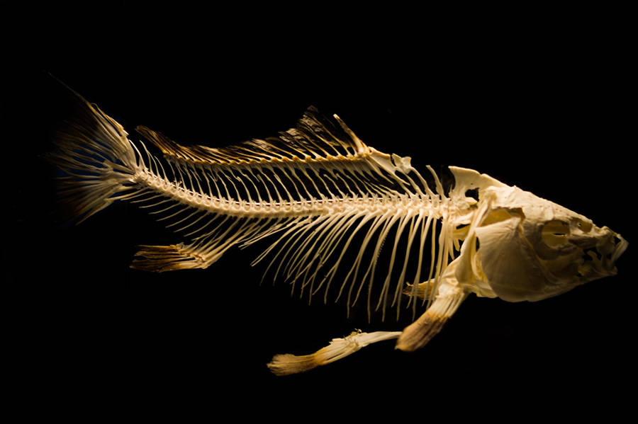 Fish skeleton.