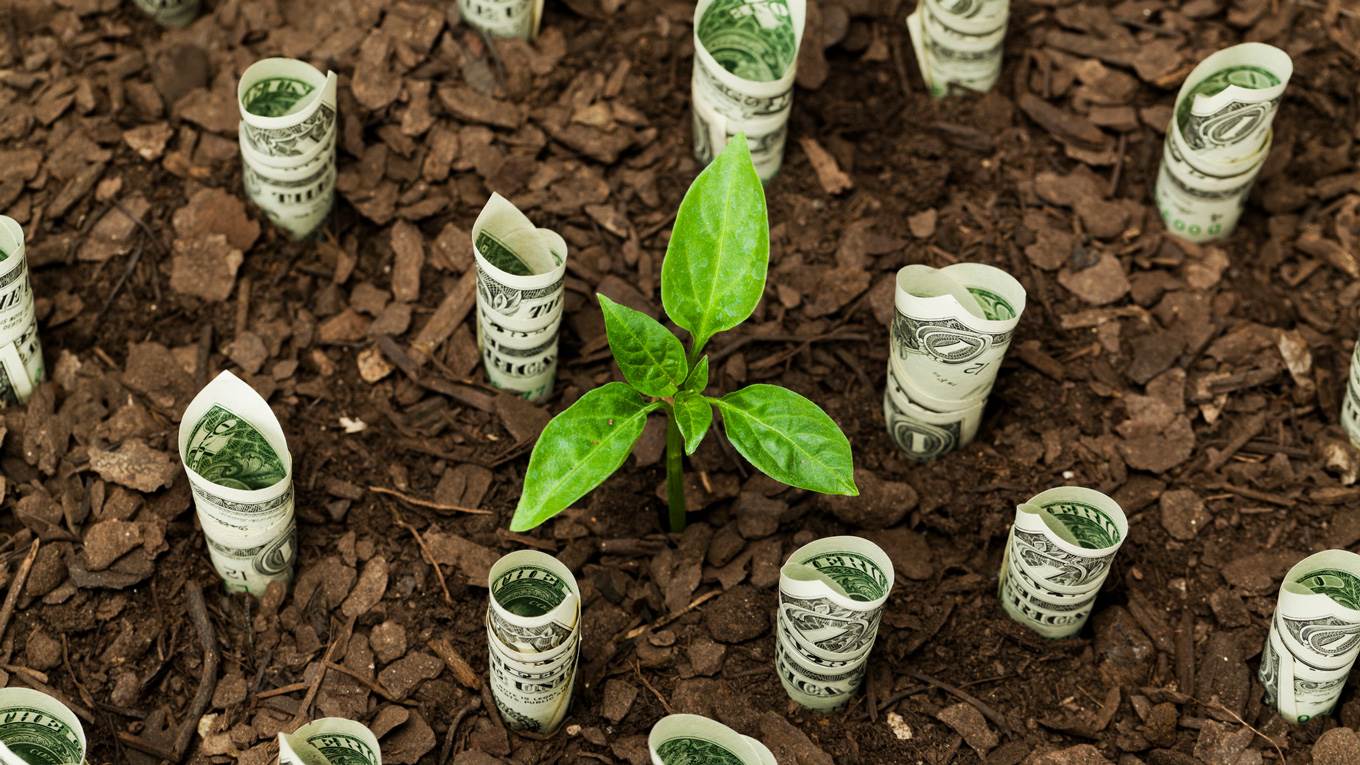 growing dollars