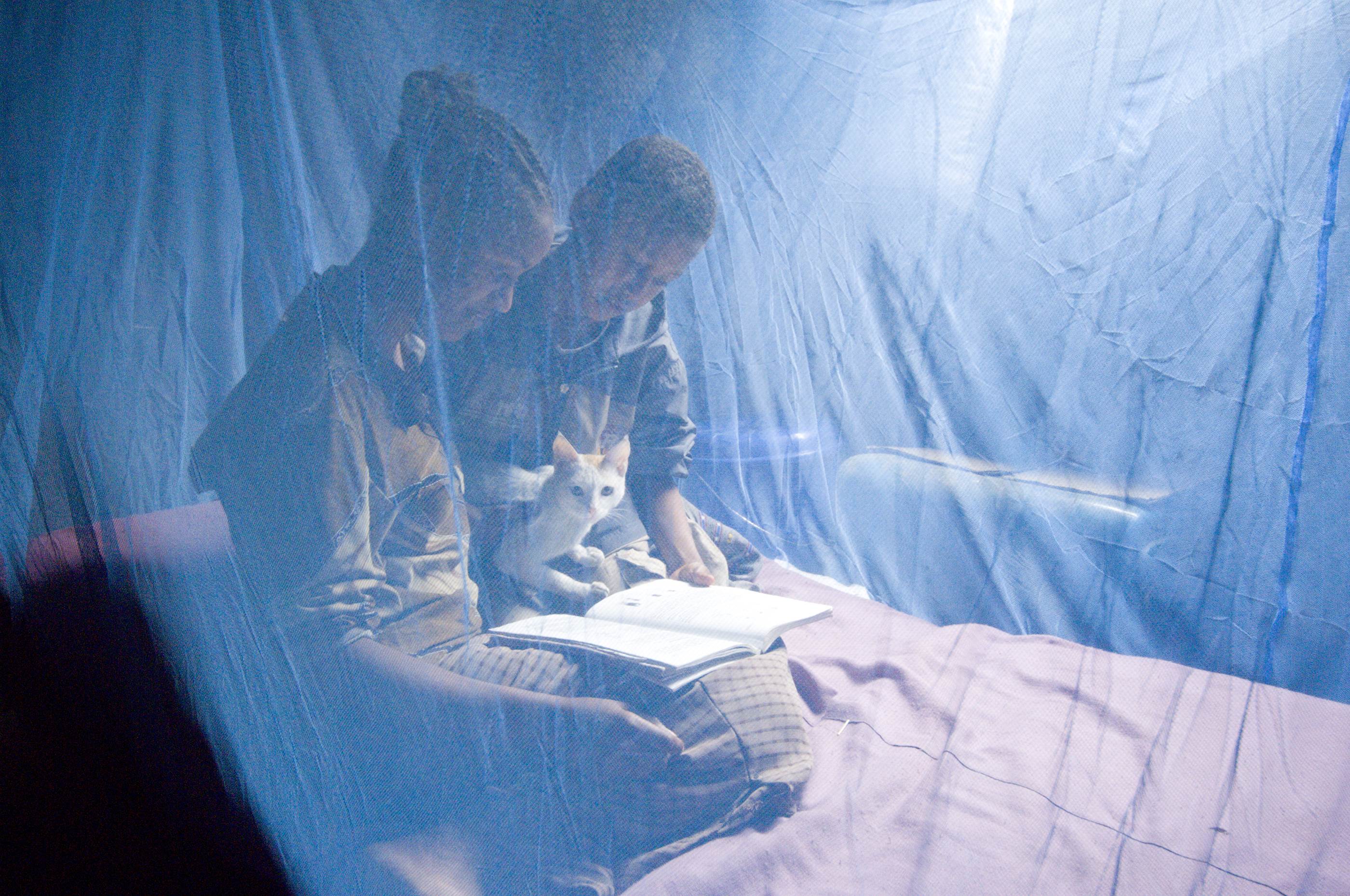 malaria net