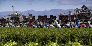 cardenas7_Brent StirtonGetty Images_farm workers