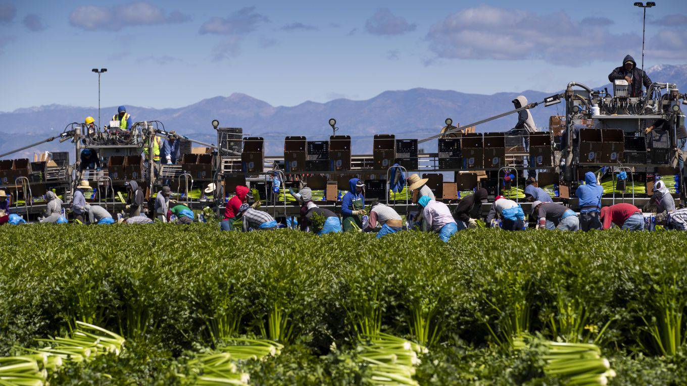 cardenas7_Brent StirtonGetty Images_farm workers