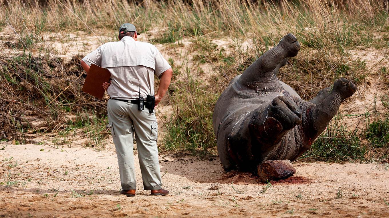 A recently poached rhino carcass