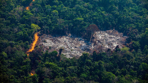folke2_JOAO LAETAFP via Getty Images_deforestation