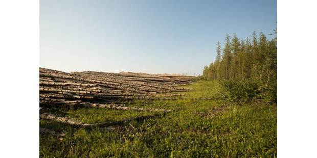 sbcarroll1_Aaron Huey_Getty Images_Deforestation