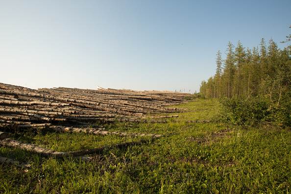 sbcarroll1_Aaron Huey_Getty Images_Deforestation