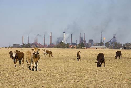 Climate Change Farming