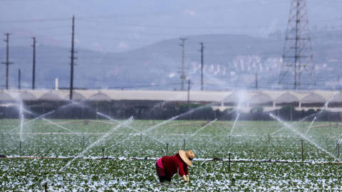 mazzucato52_Mario TamaGetty Images_water agriculture drought