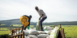 fofack14_ PATRICK MEINHARDTAFP via Getty Images_fertilizer africa