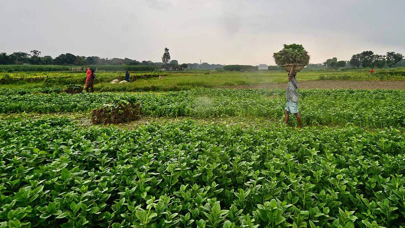 peralta1_MUNIR UZ ZAMANAFP via Getty Images_farm laborers