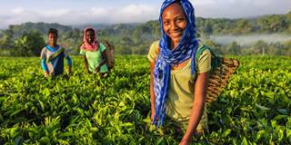 Ethiopia tea leaves