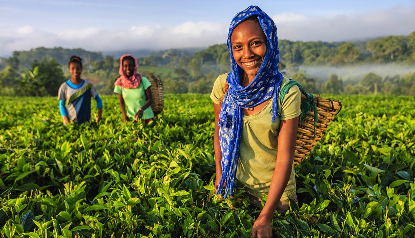 Ethiopia tea leaves