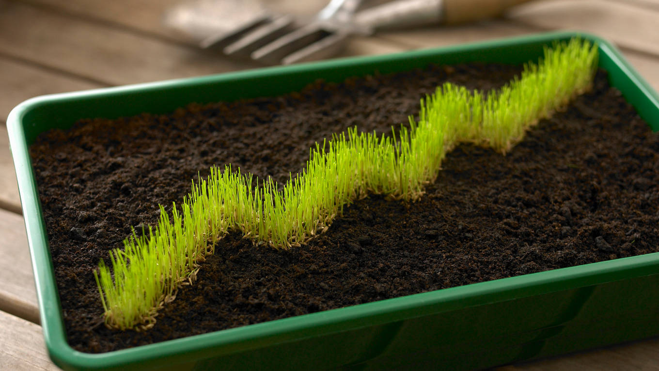 grass graph