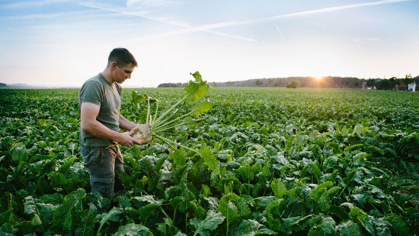 sustainable farming field
