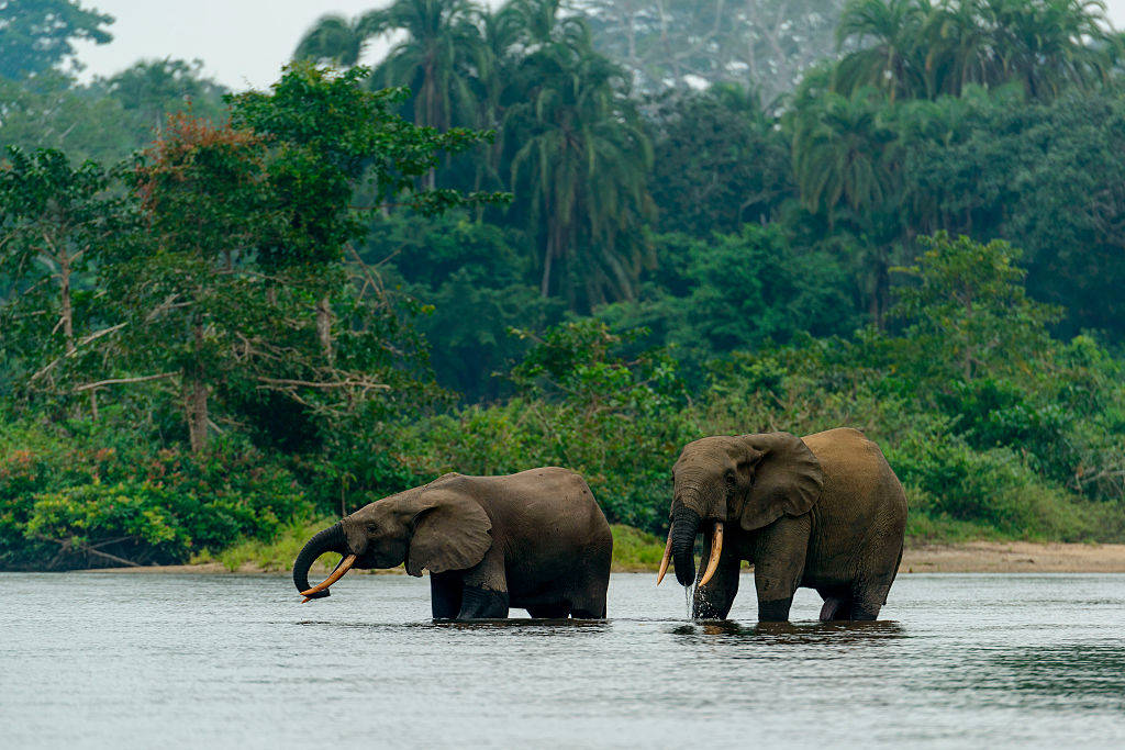 Lekoli River in the Congo River basin