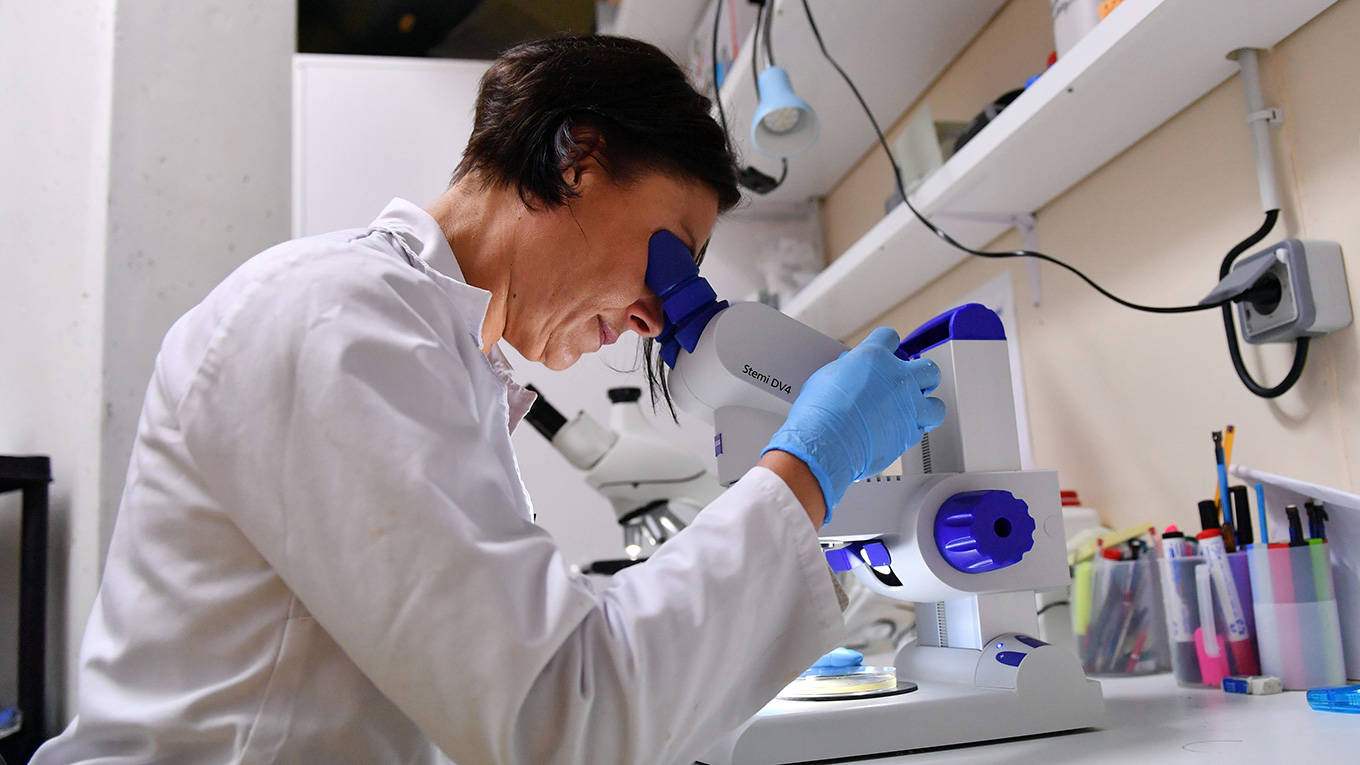 Researcher looks through a microscope